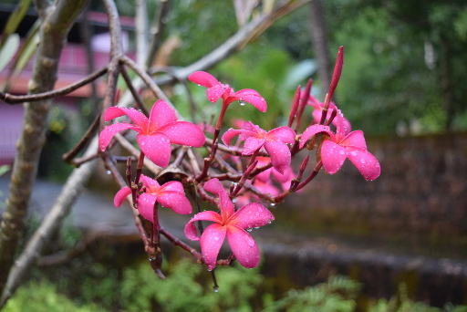 Image taken in auto mode